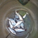 Roach
