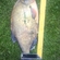 Carp bream