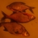 Carp bream