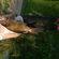 Carp bream