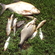 Carp bream