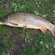 Carp