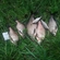 Carp bream