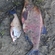 Carp bream