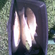 Grass carp