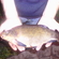 Tench