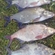 Carp bream