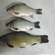 Tench