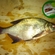 Carp bream