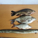Tench