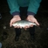 Prussian carp