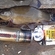 Tench