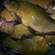 Tench