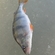 Eurasian perch