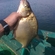 Carp bream