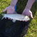 Silver carp