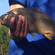 Carp