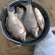 Prussian carp