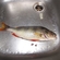 Eurasian perch