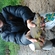 Tench