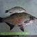 Carp bream
