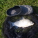 Prussian carp