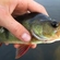 Eurasian perch