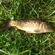Carp