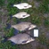 Carp bream