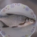 Carp bream