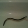 European eel