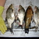 Carp bream