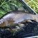 Tench