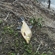 Carp bream
