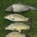 Carp