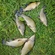 Tench