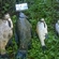 Tench