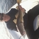 Atlantic cod