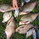 Carp bream