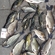 Crucian carp