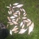 Carp bream