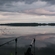 Carp bream