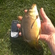 Carp