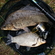 Crucian carp