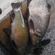 Carp bream
