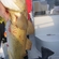 Atlantic cod