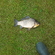 Crucian carp