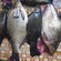 Carp bream