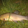 Tench