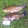 Tench